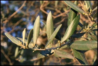 fam24oleaceae800x600