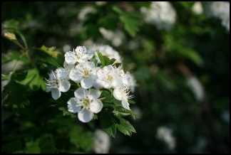 fam30rosaceae800x600