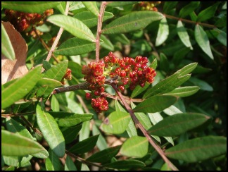 fam3anacardiaceae800x600
