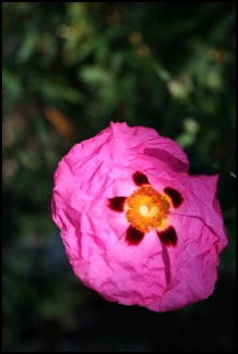 cistepourpre800x600