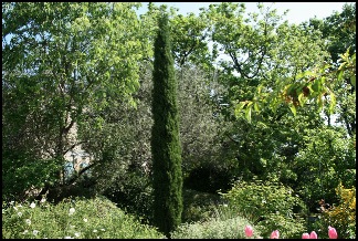 cypresflorentin640x480