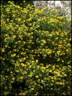coronilleglauque