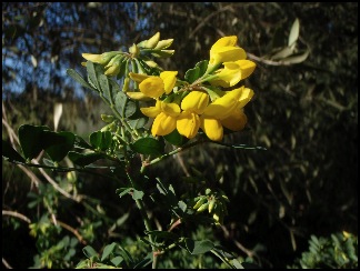 coronilleglauquecitronnee1