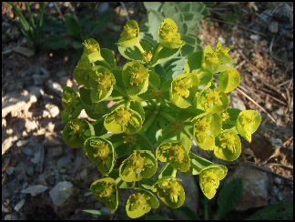 euphorbedecorse1