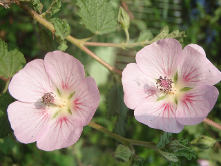 anisdontemauve