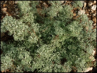 armoiselichen2