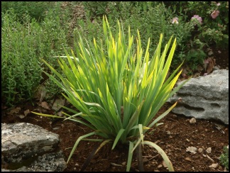 sysirinchium1striatum640x480