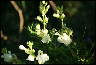 saugegreggii1blanche800x600