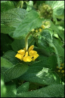phlomis1auxlonguesfeuilles800x600