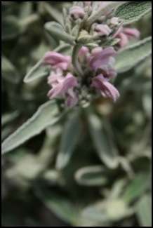 phlomispourpre1argente800x600