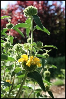 phlomis1saugedejerusalem800x600