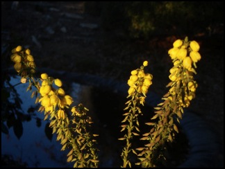 mahonia1dujapon640x480