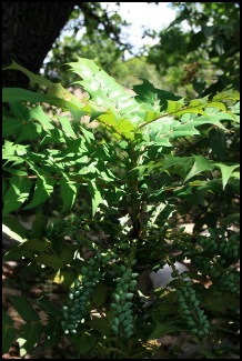 mahonia2dujapon800x600