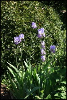 iris2pâle640x480