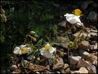 helianthemedesapennins640x480